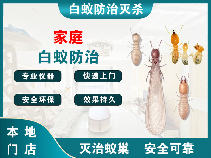 瓯海区家庭白蚁防治