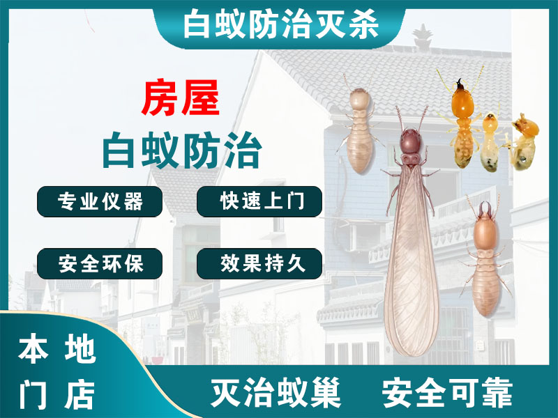 瓯海区房屋白蚁防治